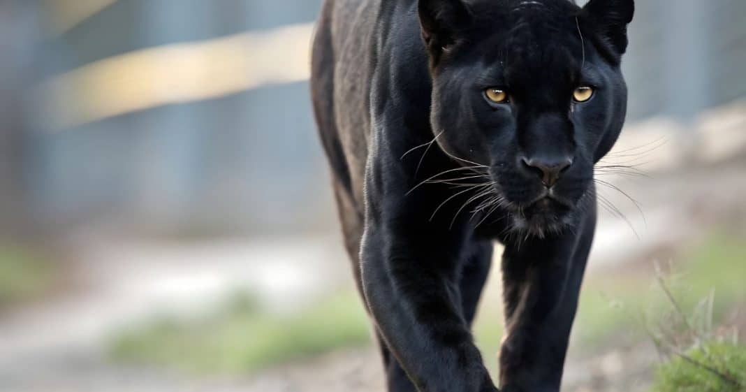 animais-de-poder ANIMAIS DE PODER: Conheça o significado de cada um e descubra qual é o seu