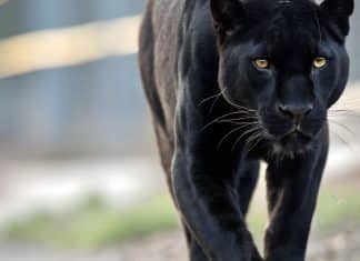 ANIMAIS DE PODER: Conheça o significado de cada um e descubra qual é o seu