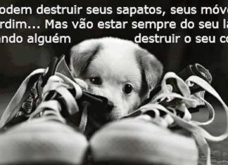 Animais: pequenos mestres em apoio emocional