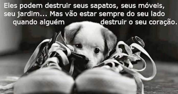 animais-1522