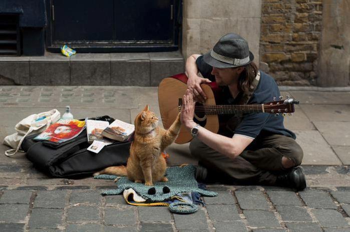 resilienciamag.com - Animais: pequenos mestres em apoio emocional