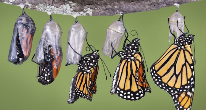 butterfly