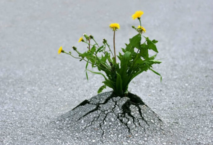 resiliente2