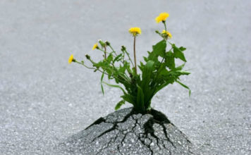 Resiliência: A arte de superar os golpes da vida