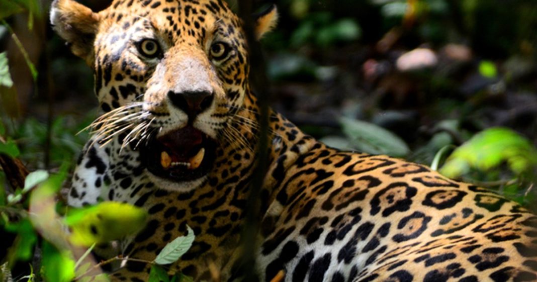 Medicina tradicional asiática ajuda a mover caça ilegal de onças na Amazônia