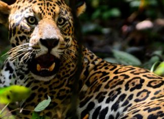 Medicina tradicional asiática ajuda a mover caça ilegal de onças na Amazônia
