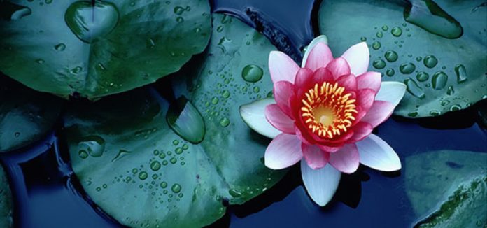 flor de lotus