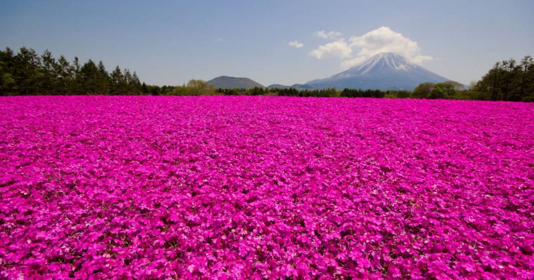 Meu mundo não é cor de rosa, mas tenho nele todas as cores que eu preciso…