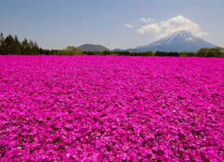 Meu mundo não é cor de rosa, mas tenho nele todas as cores que eu preciso…