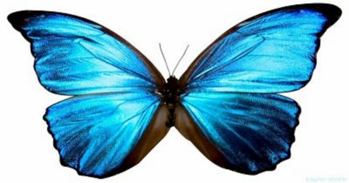 borboleta