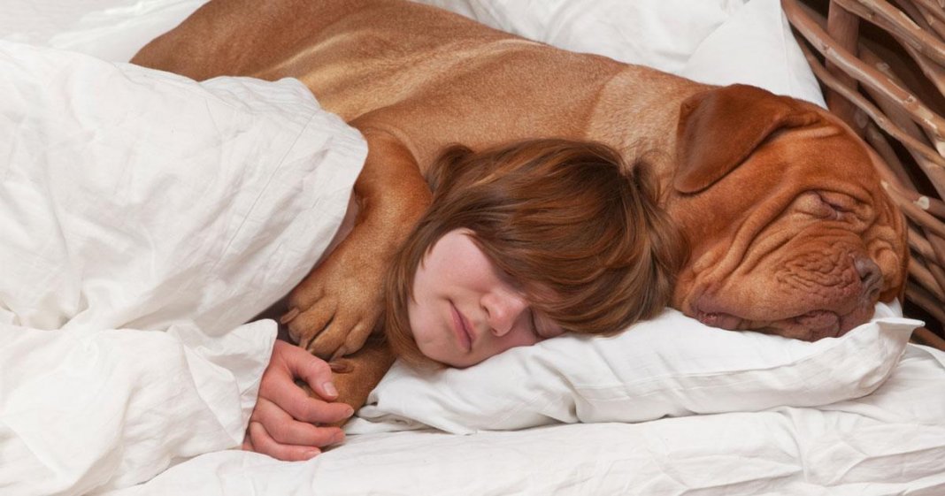 Segundo estudo, amor entre cachorro e dono é o mesmo de mãe e filho