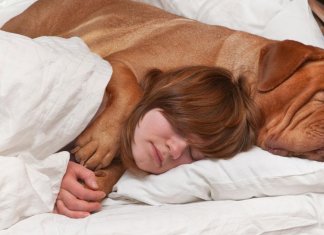 Segundo estudo, amor entre cachorro e dono é o mesmo de mãe e filho