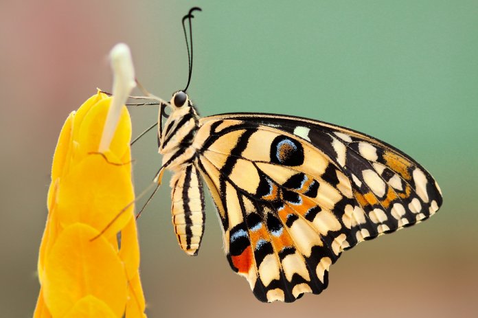 borboleta3