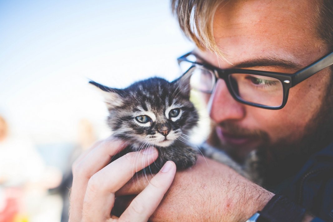 Os gatos nos ensinam que o amor de verdade sempre volta pra casa