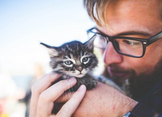 Os gatos nos ensinam que o amor de verdade sempre volta pra casa