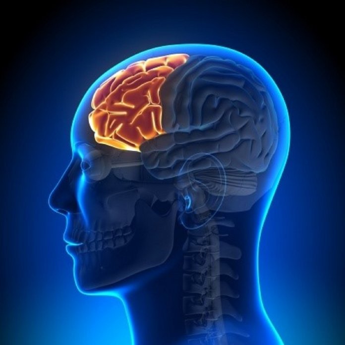 cerebro-1
