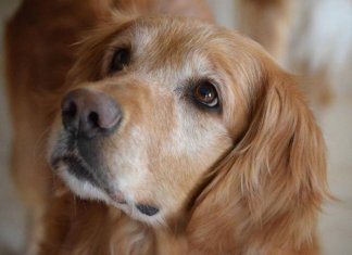 Família adotou um cachorro que não dormia – quando o gravaram descobriram que ele os observava durante toda a noite