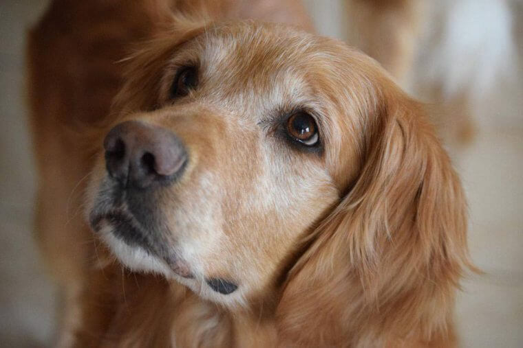 Família adotou um cachorro que não dormia – quando o gravaram descobriram que ele os observava durante toda a noite