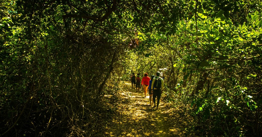 4 dias em contato com a natureza te deixam mais calmo e criativo, dizem pesquisas