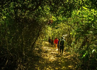 4 dias em contato com a natureza te deixam mais calmo e criativo, dizem pesquisas