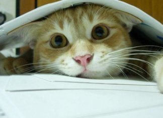 Gatoterapia: 5 benefícios de viver com um gato