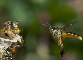 Lição da abelha, sobre o DESAPEGO