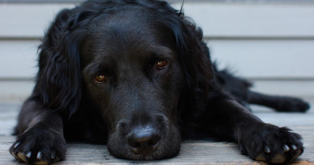 “Eu tinha um cachorro preto, seu nome era Depressão”