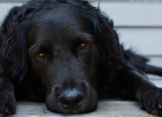 “Eu tinha um cachorro preto, seu nome era Depressão”