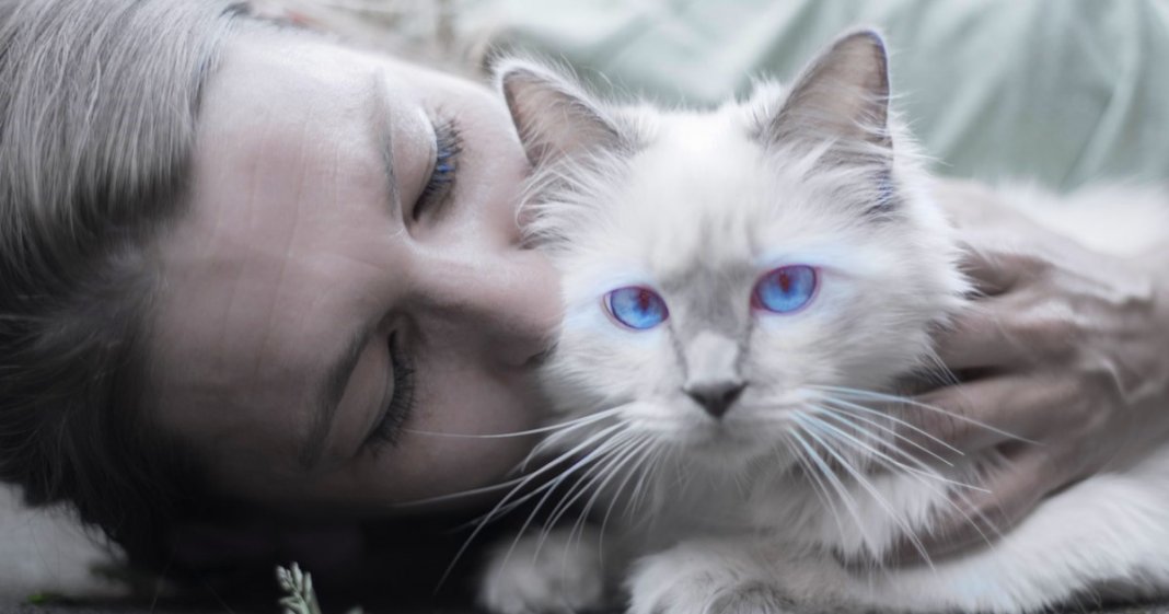 5 mitos das donas de gatos que são muito falsos
