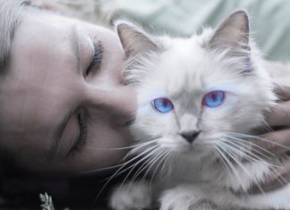 5 mitos das donas de gatos que são muito falsos