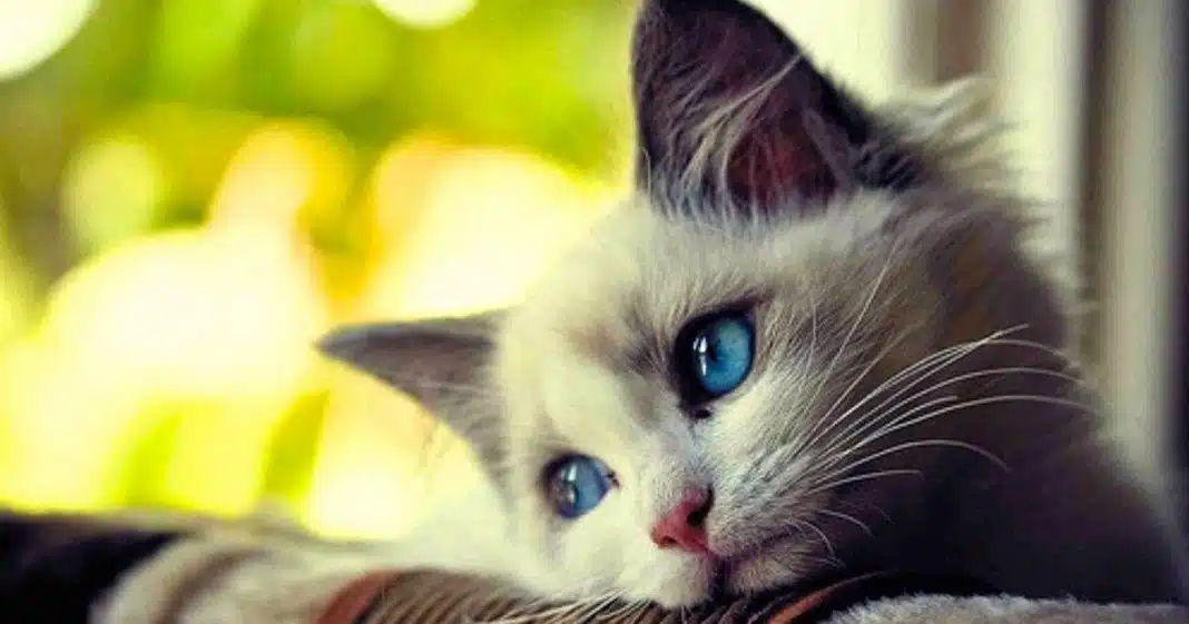 141 “O tempo gasto com gatos nunca é tempo perdido” – Sigmund Freud