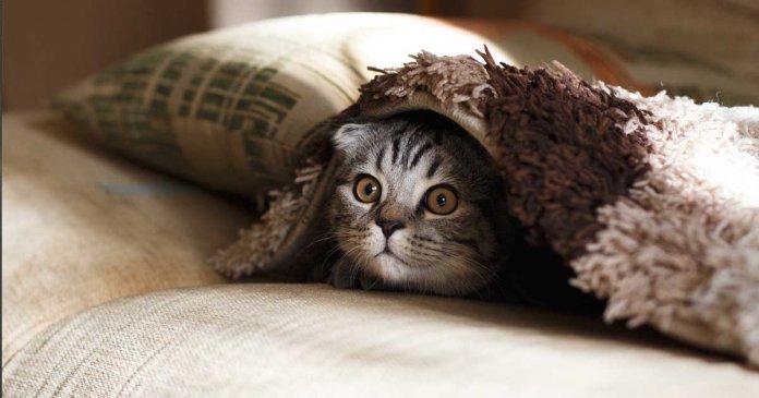 medo-de-gato