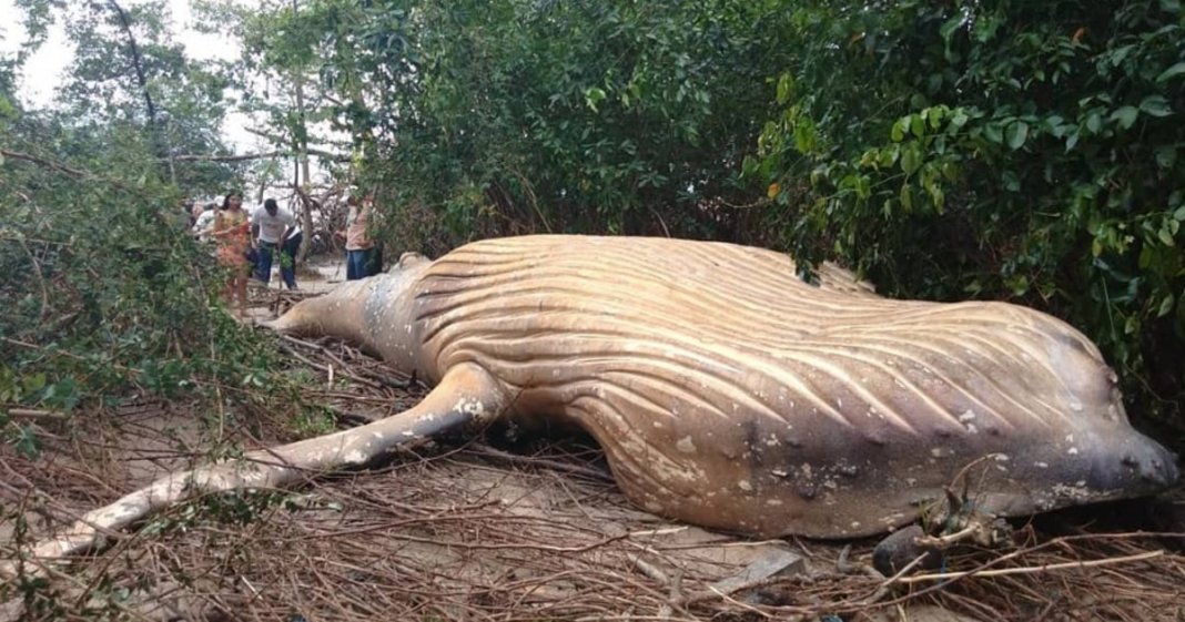 Encontrada uma baleia jubarte morta na selva amazônica