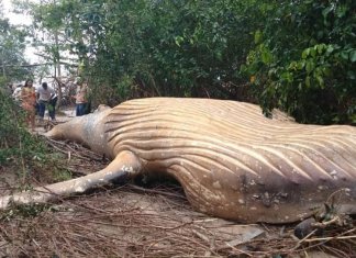 Encontrada uma baleia jubarte morta na selva amazônica