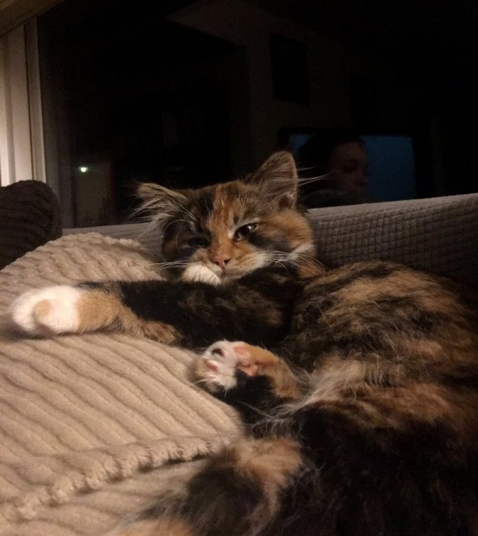 gatinho-entra-no-apartamento-do-homem-e-decide-ficar-e-mudar-sua-vida