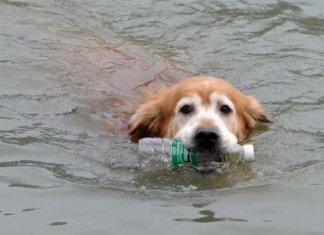 Cão recolhe lixo do rio na China há 10 anos. Assista a dedicação dele, é emocionante!