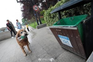 resilienciamag.com - Cão recolhe lixo do rio na China há 10 anos. Assista a dedicação dele, é emocionante!