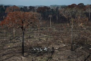 resilienciamag.com - Os humanos estão acelerando a extinção e alterando o mundo natural em um ritmo sem precedentes