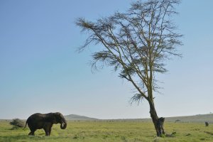 resilienciamag.com - Os humanos estão acelerando a extinção e alterando o mundo natural em um ritmo sem precedentes