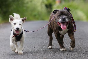 resilienciamag.com - Este cãozinho cego teve a sorte te ter o seu próprio cão guia