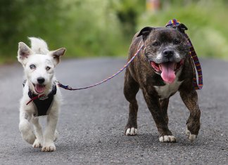 Este cãozinho cego teve a sorte te ter o seu próprio cão guia