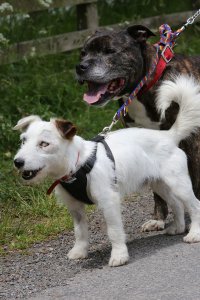 resilienciamag.com - Este cãozinho cego teve a sorte te ter o seu próprio cão guia