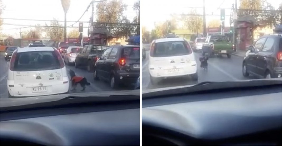 Filhote de cachorro abandonado segue seu dono esperando por ele para levá-lo para o carro.