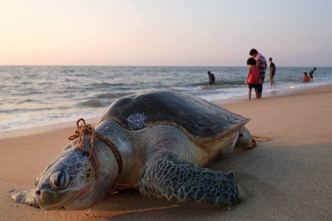 Os humanos estão acelerando a extinção e alterando o mundo natural em um ritmo sem precedentes