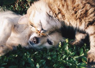 Cães e gatos fazem parte da família, sim!