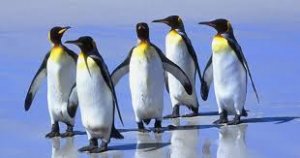resilienciamag.com - Uma das maiores colônias de pinguins do mundo desapareceu oficialmente