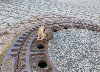 Rato gordinho preso na tampa do esgoto não achava que alguém iria parar para ajudá-lo