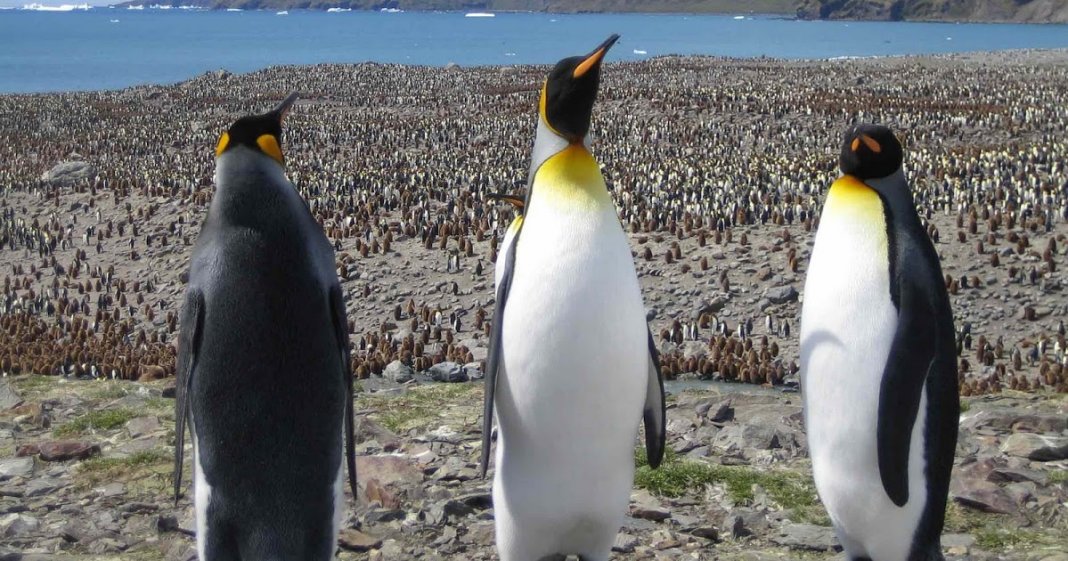 Uma das maiores colônias de pinguins do mundo desapareceu oficialmente