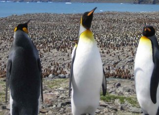 Uma das maiores colônias de pinguins do mundo desapareceu oficialmente