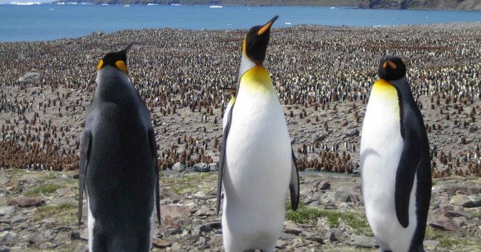 uma-das-maiores-colonias-de-pinguins-do-mundo-desapareceu-oficialmente